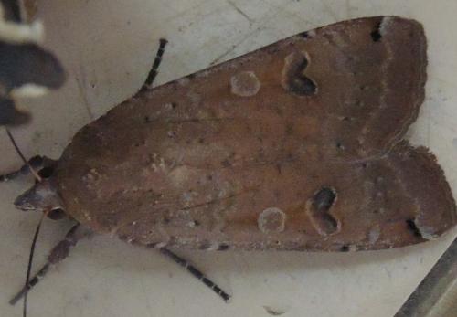 Noctua pronuba